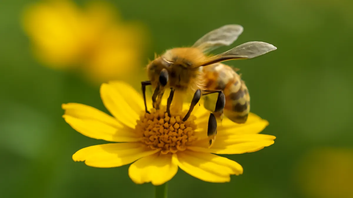Recognizing Different Bee Species and Their Benefits
